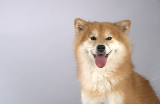 Settle Mats are a Psychological Game-Changer for Dogs